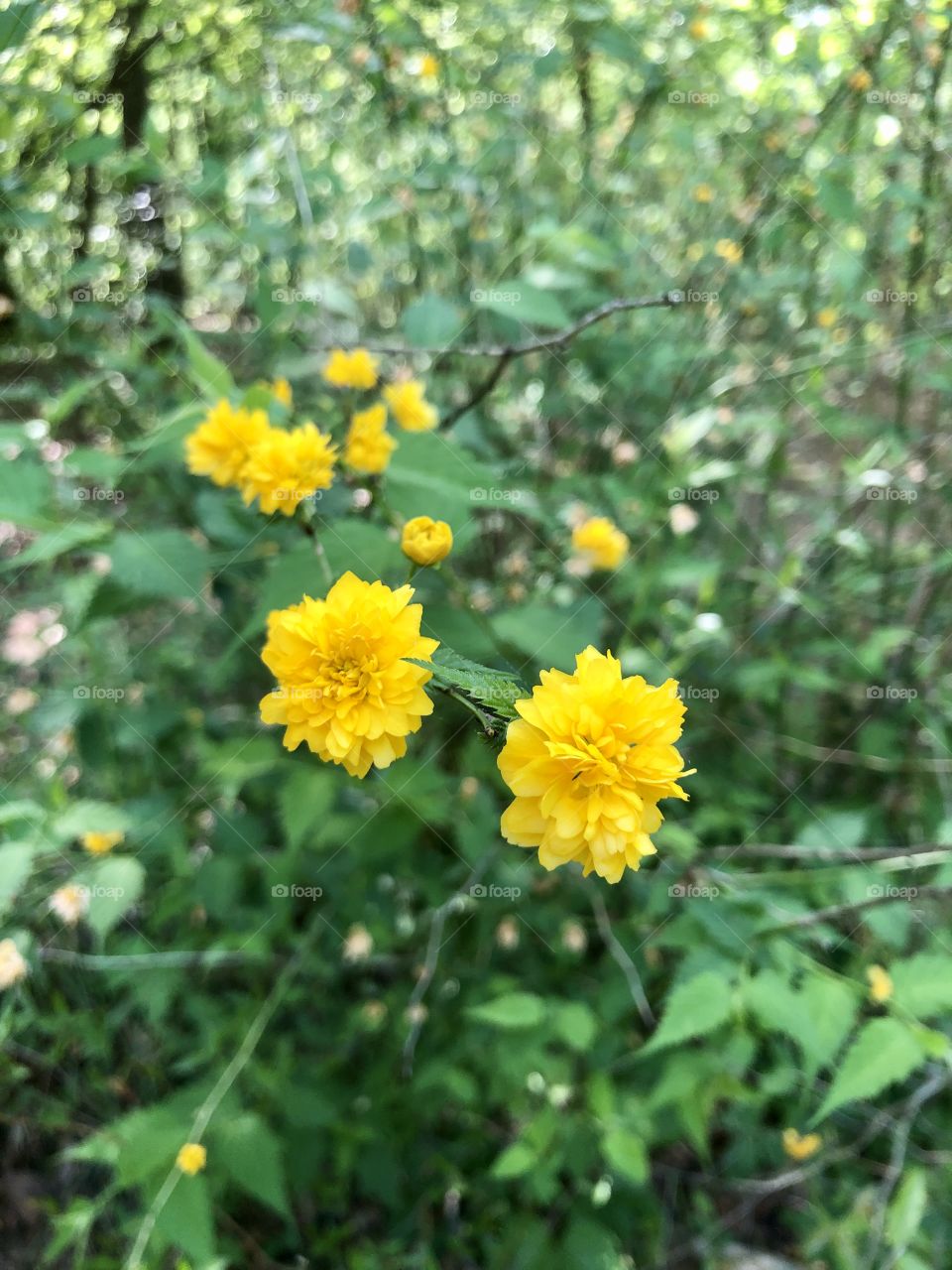 Closeup of yellow Japanese rose in natural setting 
