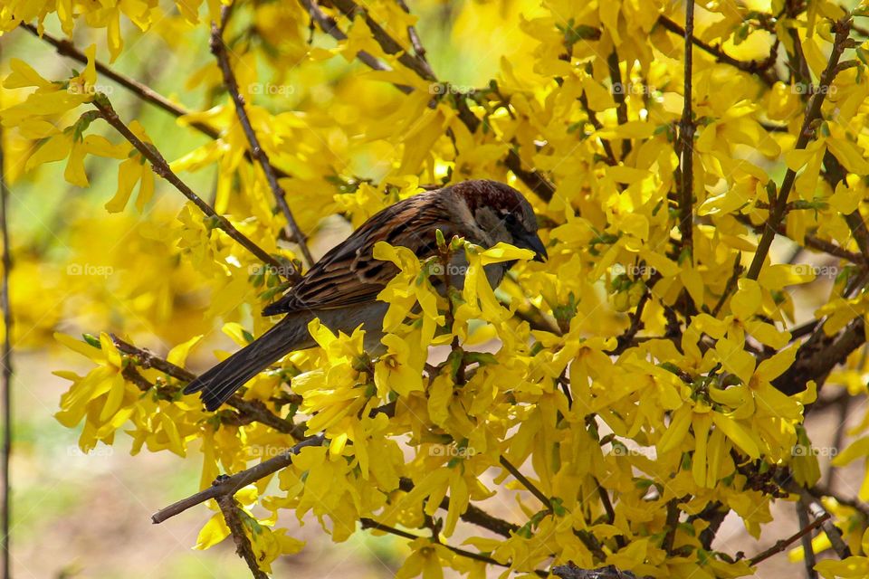 Sparrow at the yellow blooming