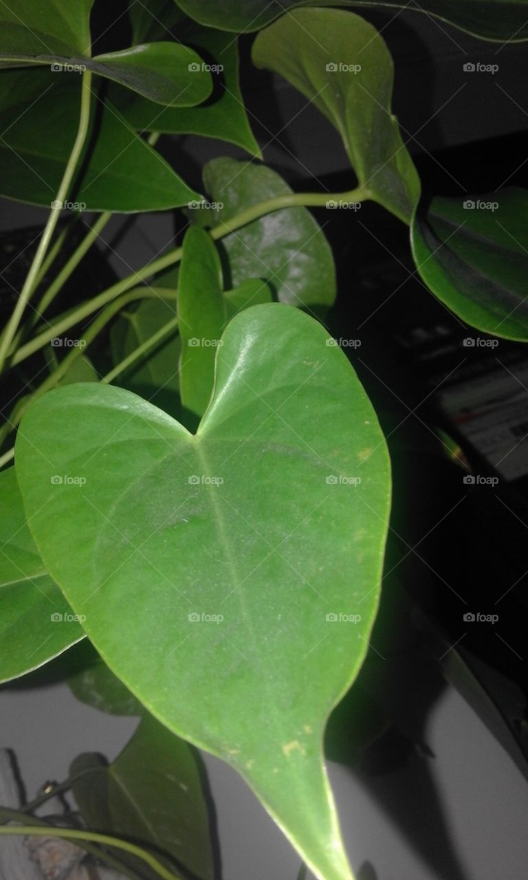 macro green leaf