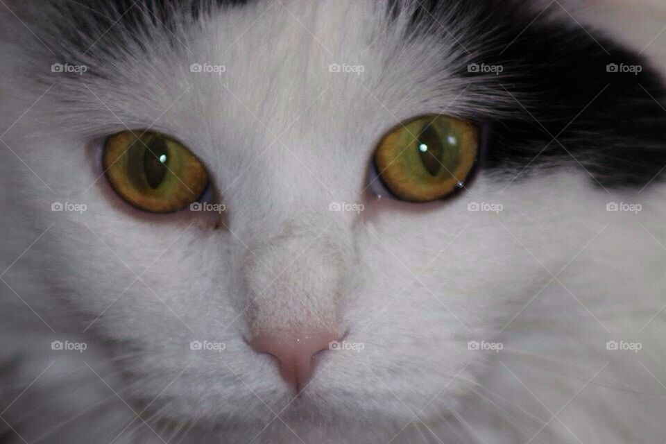 Cat Eyes