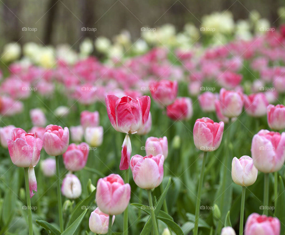 Pink, Pink, pink...