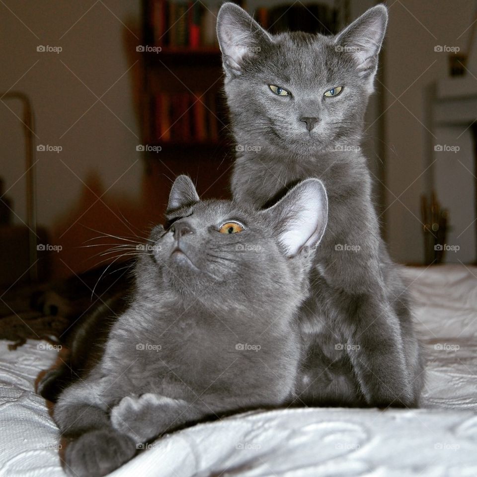 Two grey kittens