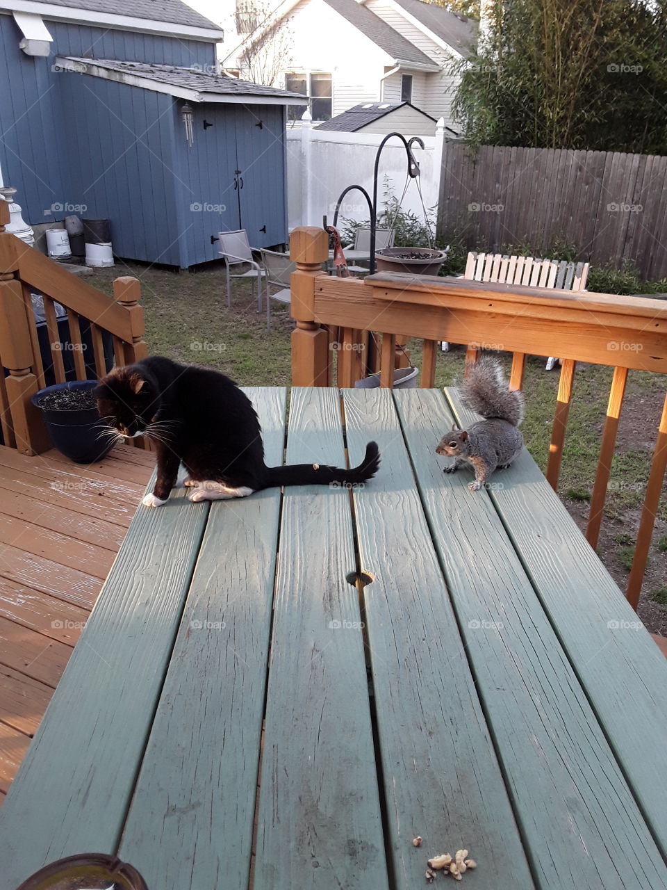 squirrel with our cat