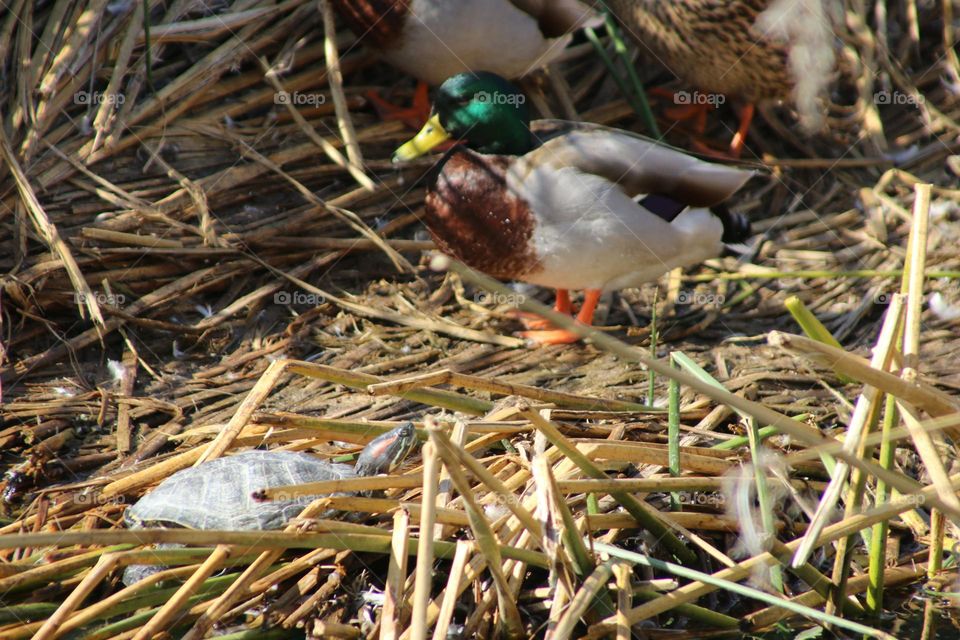 Mallard Duck and a Turtle