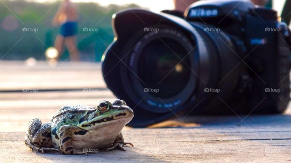 Frog camera