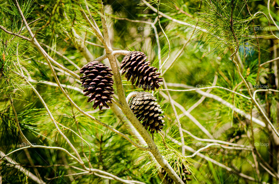 pinecone