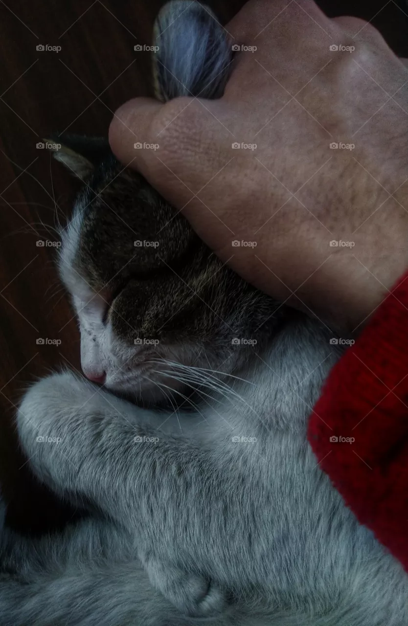 cat and hand