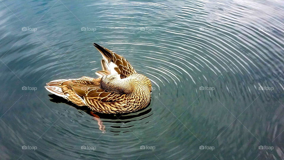 Preening duck in water with ripples