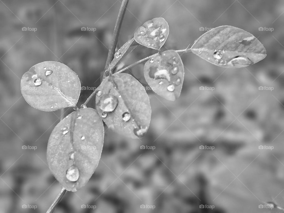 Nature, Leaf, Rain, Dew, H2 O