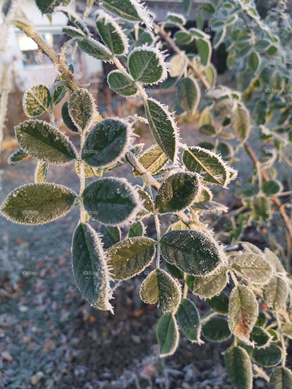 Frozen leaves