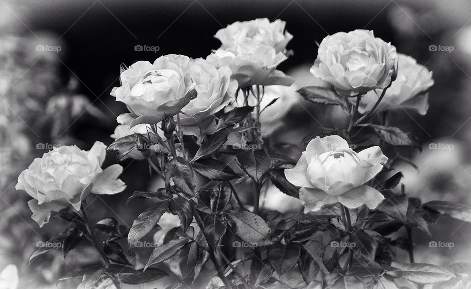 nature flower rose bw by resnikoffdavid