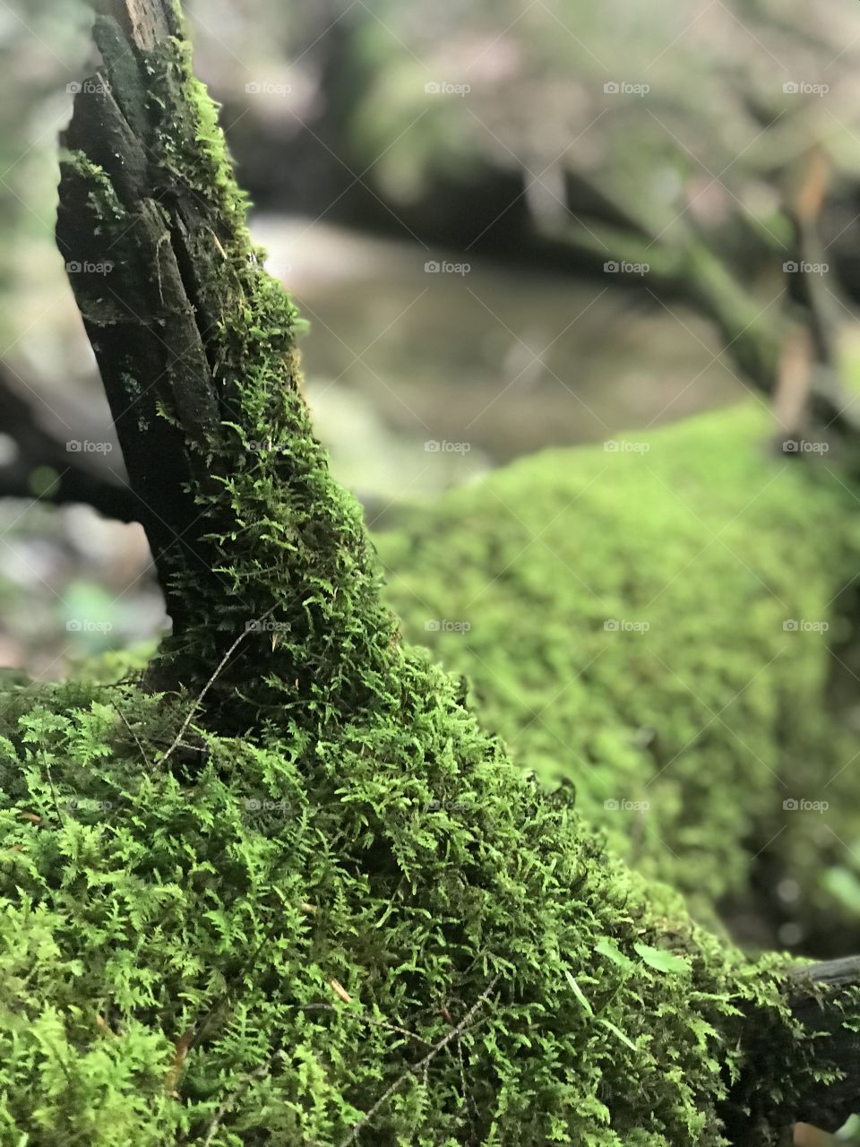 The detail of this moss is mesmerizing. How many luscious, gorgeous green patterns it contains!