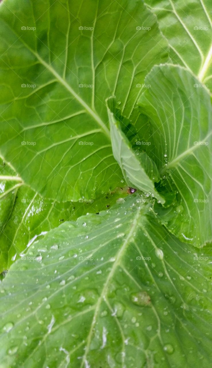 Cabbage plant with rain drops on the leaves
