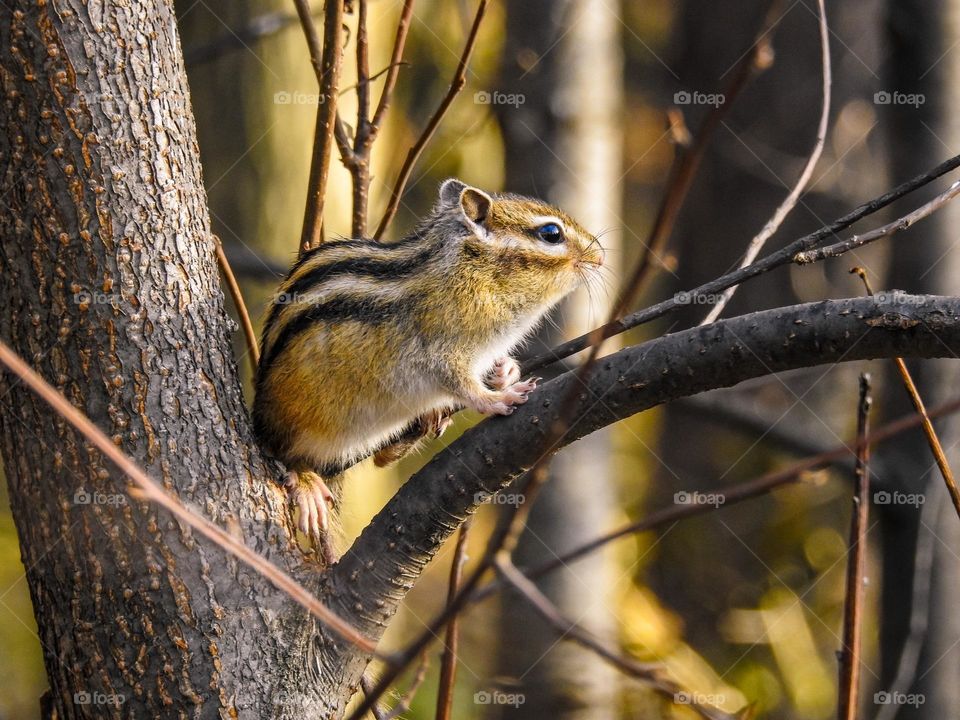 Asian or Siberian chipmunk. A rodent from the squirrel family, the only representative of the chipmunk species living in Eurasia, the rest are found in North America.