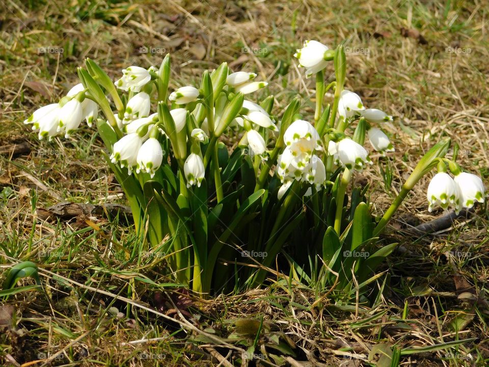 Snowdrops spring it's coming