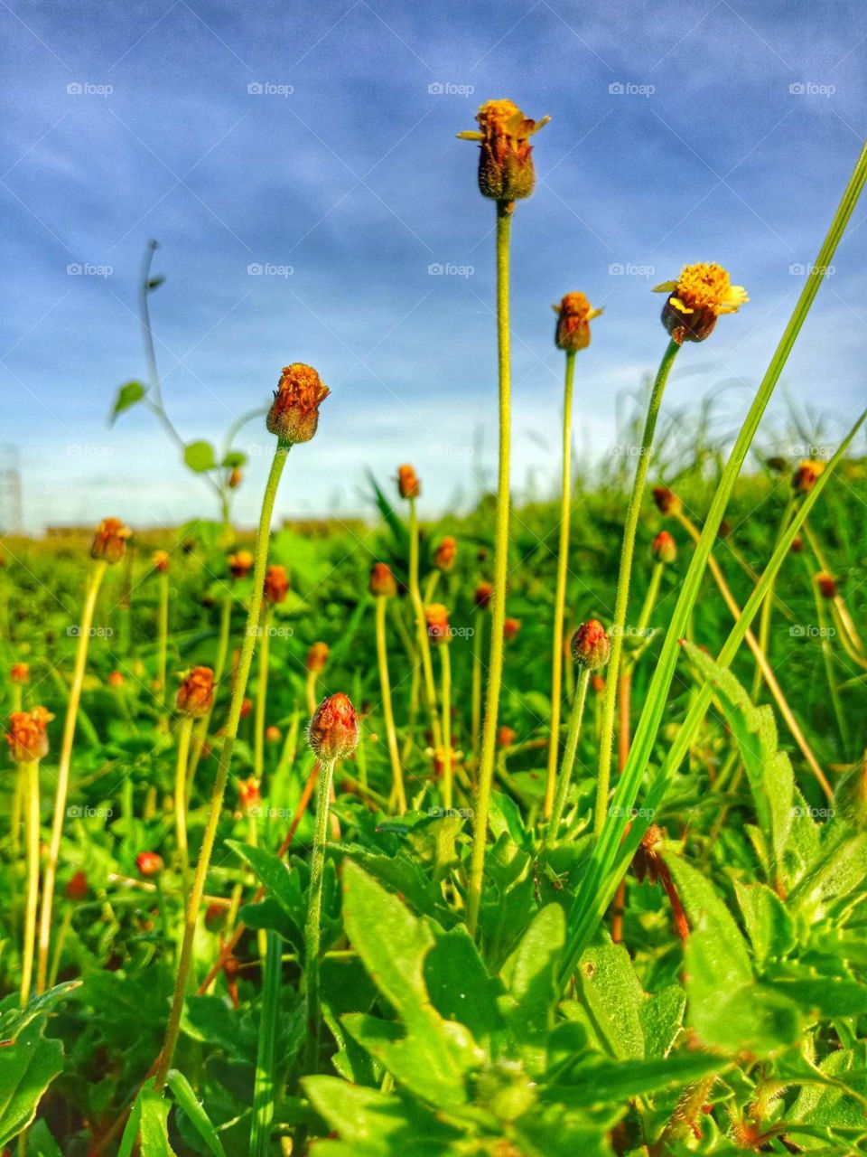 Flower grass in the fields