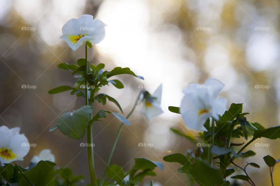 Close-up of flowers