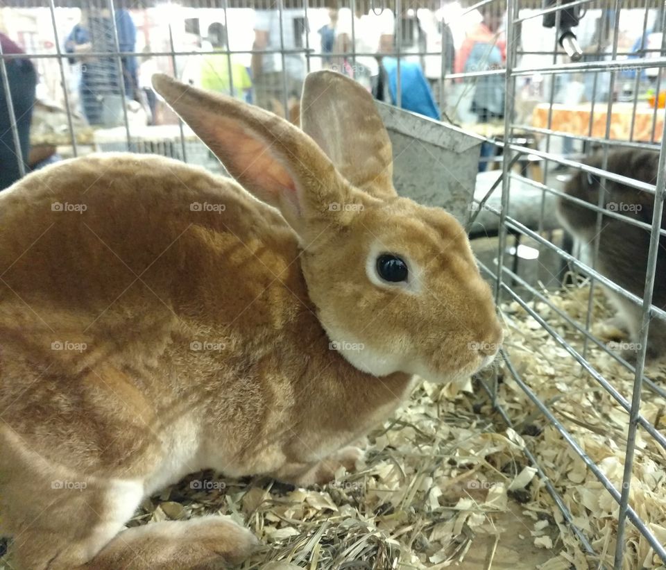 State Fair Beautiful Soft Bunny Rabbit