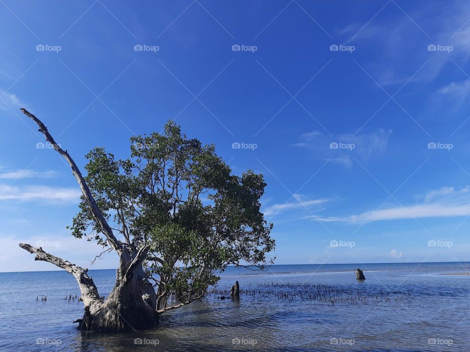 mangrove trees on the beach under the blue sky