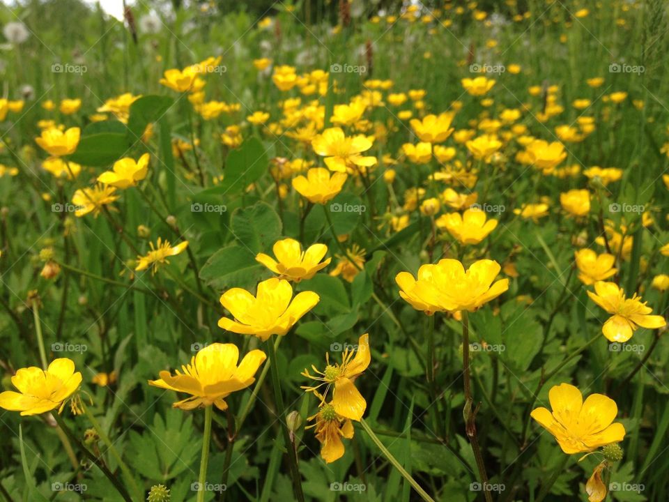 Summer field flowers, buttercup