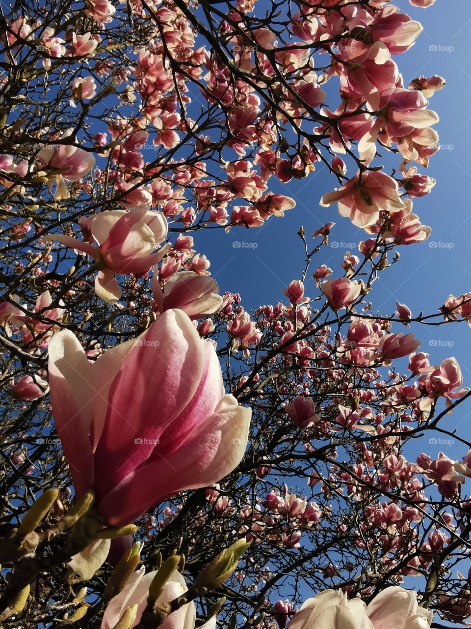 Magnolia in springtime
