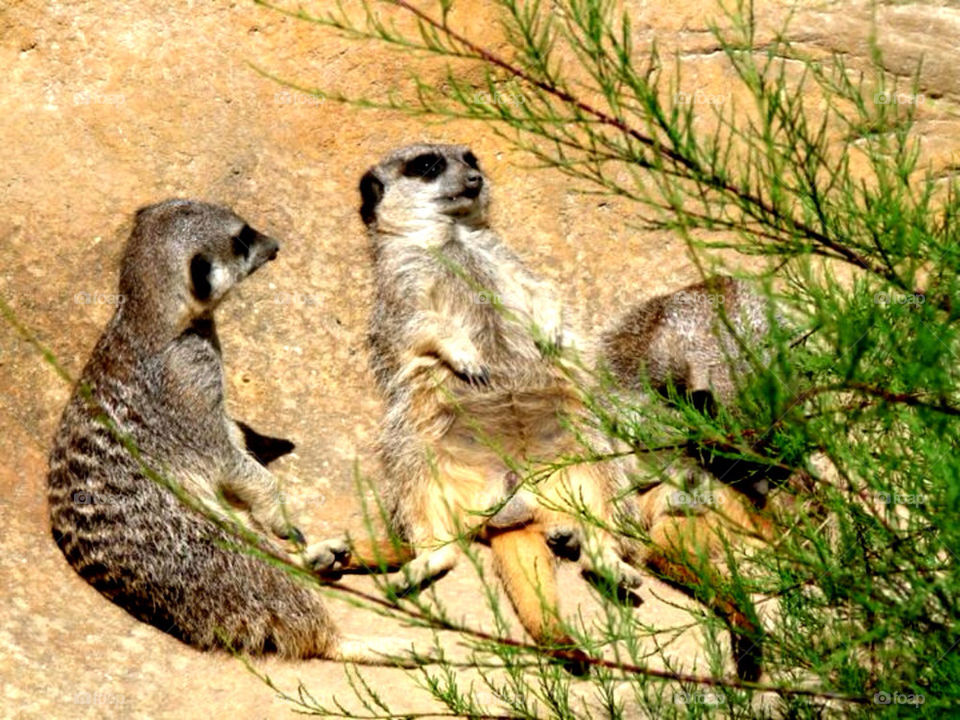 nature animal wild rock by llotter