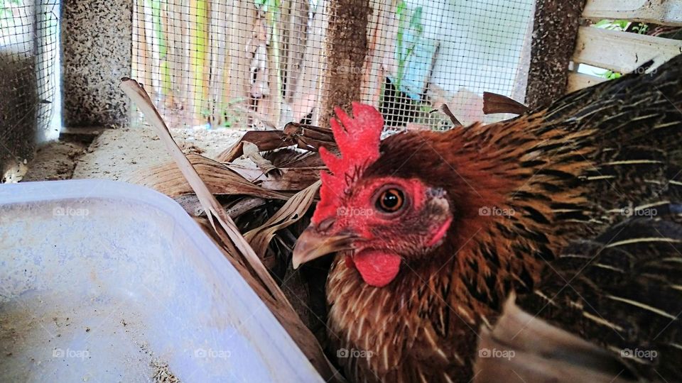 The hen is incubating eggs in the coop