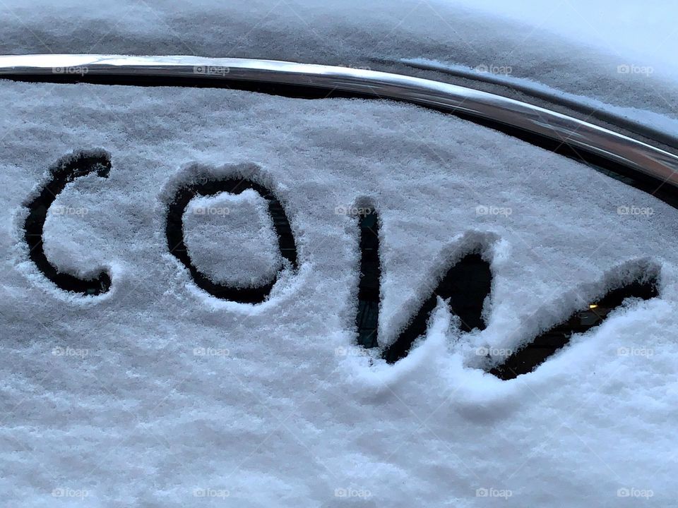 The word cow written on a car window after a snowstorm. 