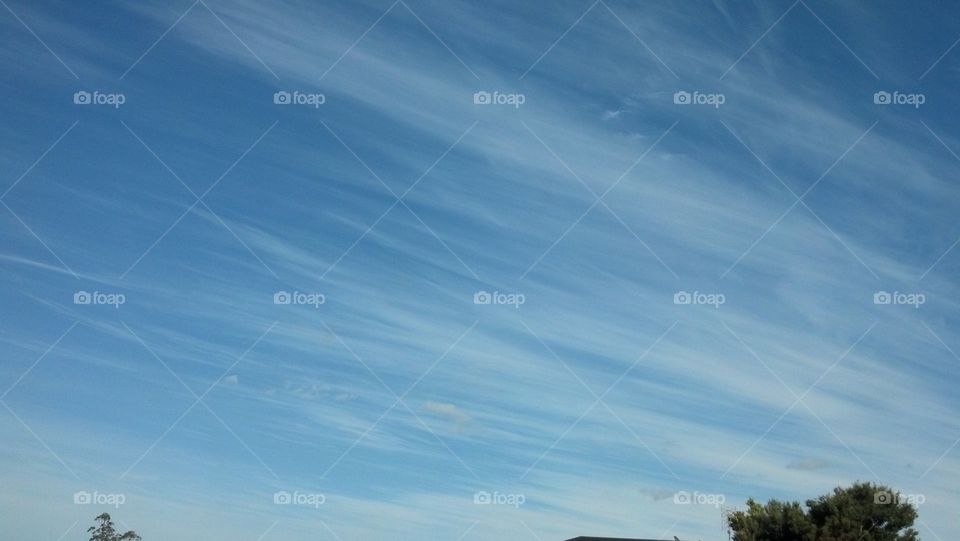 View of tree and clear sky