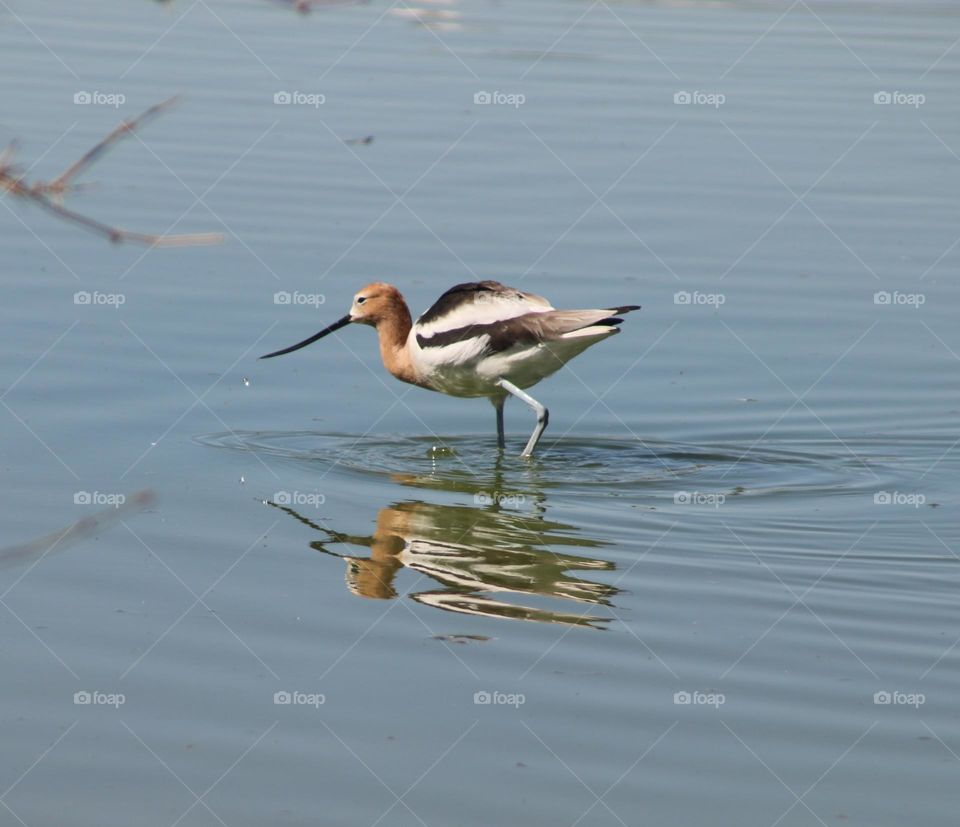 American Avocet in the Water