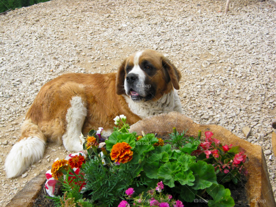 brasov flowers dog big by tediiliescu