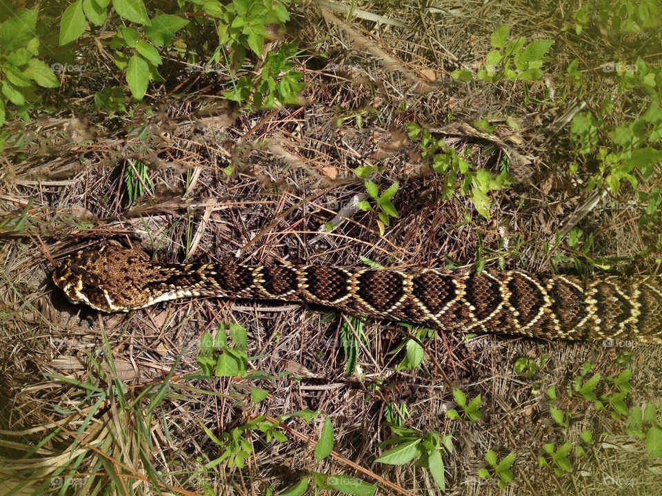 Eastern Diamond Back Rattle Snake