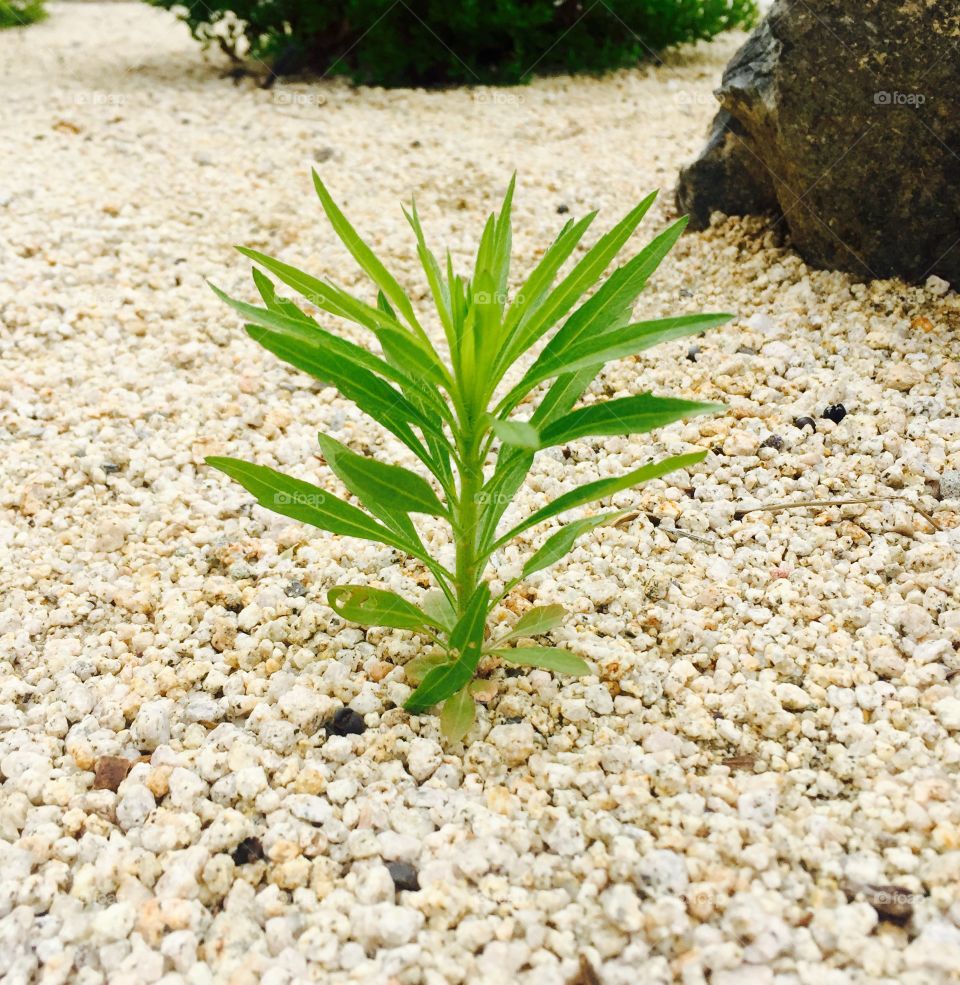 Happy little Plant