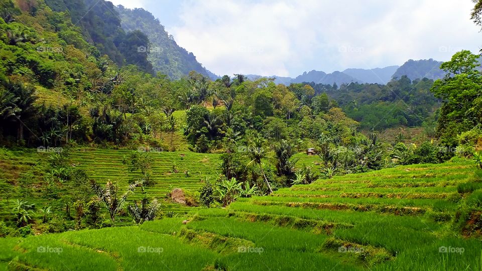 Peace and tranquility of nature in the countryside. Location at Subang, West Java, Indonesia