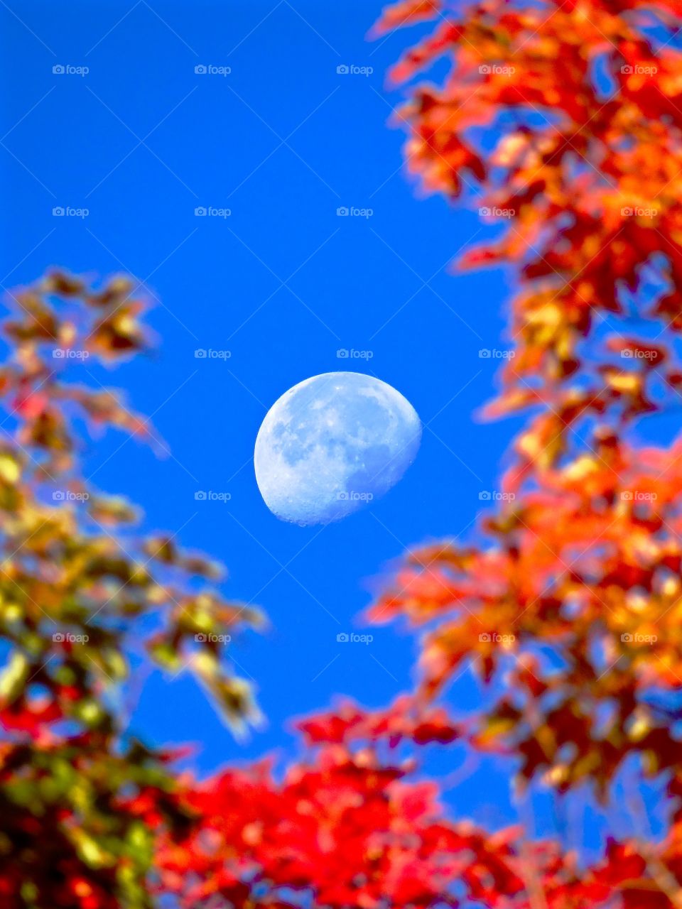 daytime moon in autumn. Gorgeous New England foliage breaks way to reveal a daytime three quarter moon in autumn.