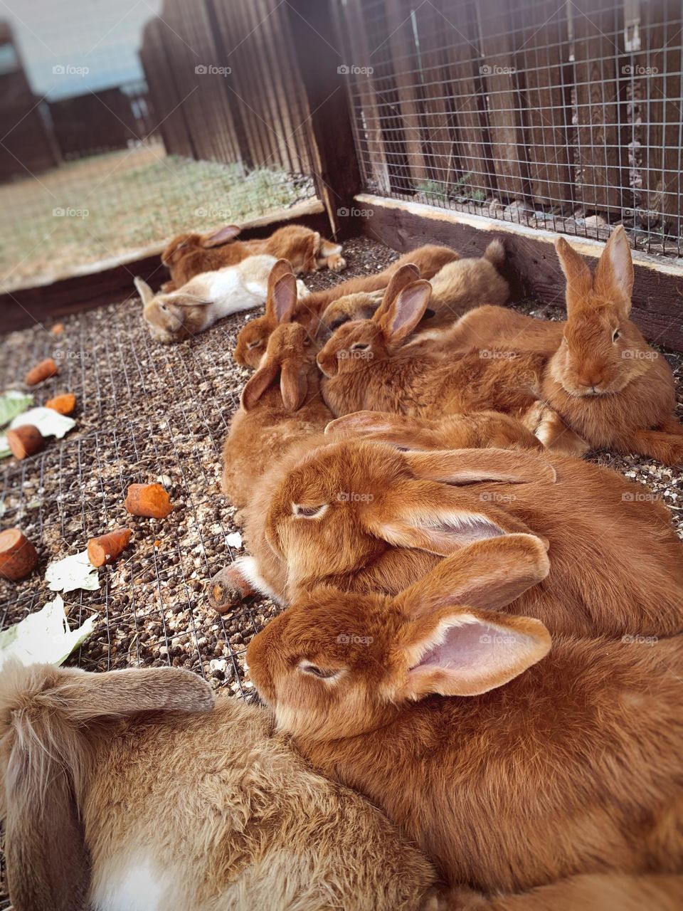 Cute rabbits