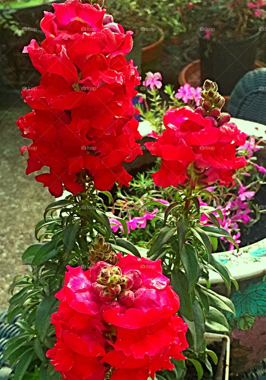 Red flowers 