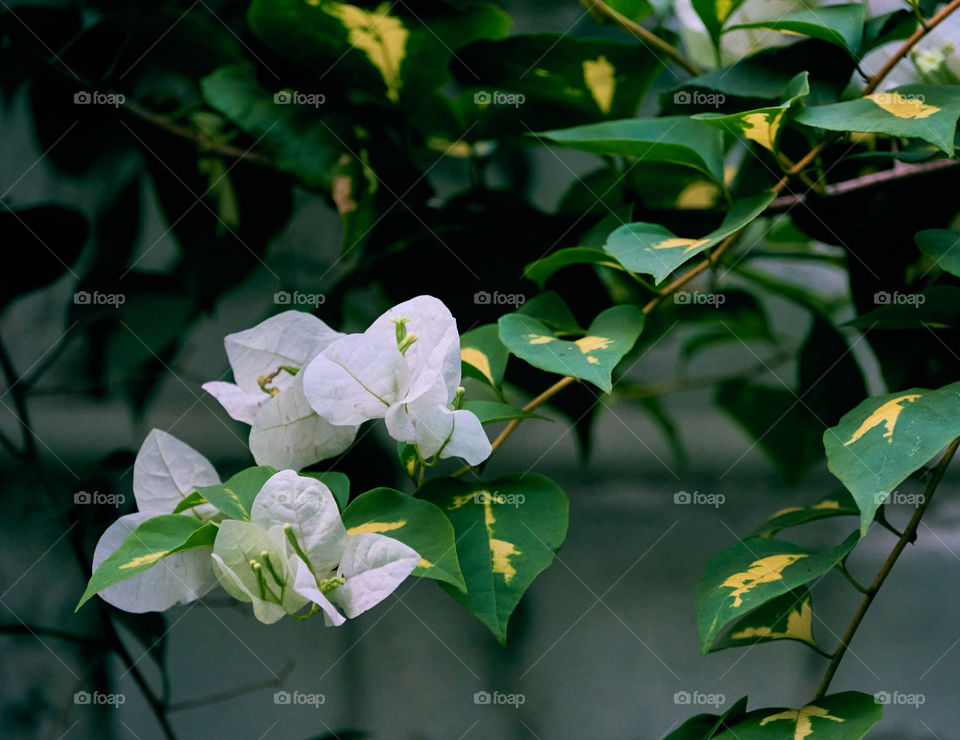 Floral photography - White paper flower - Greeny leaf