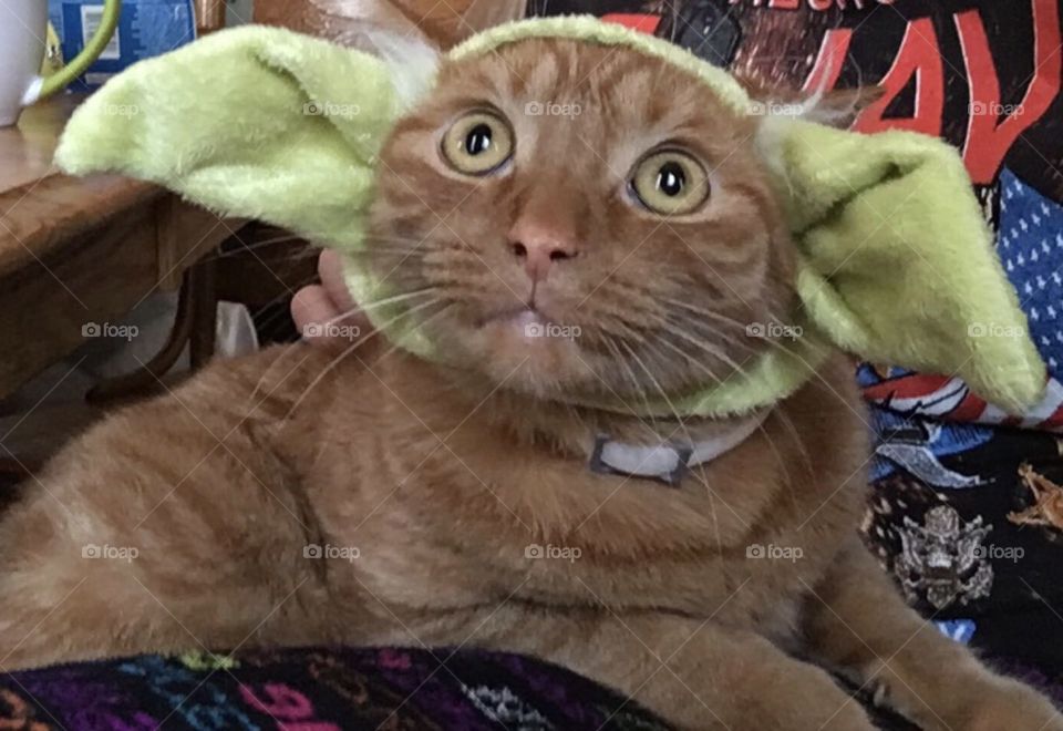 Yoda cat