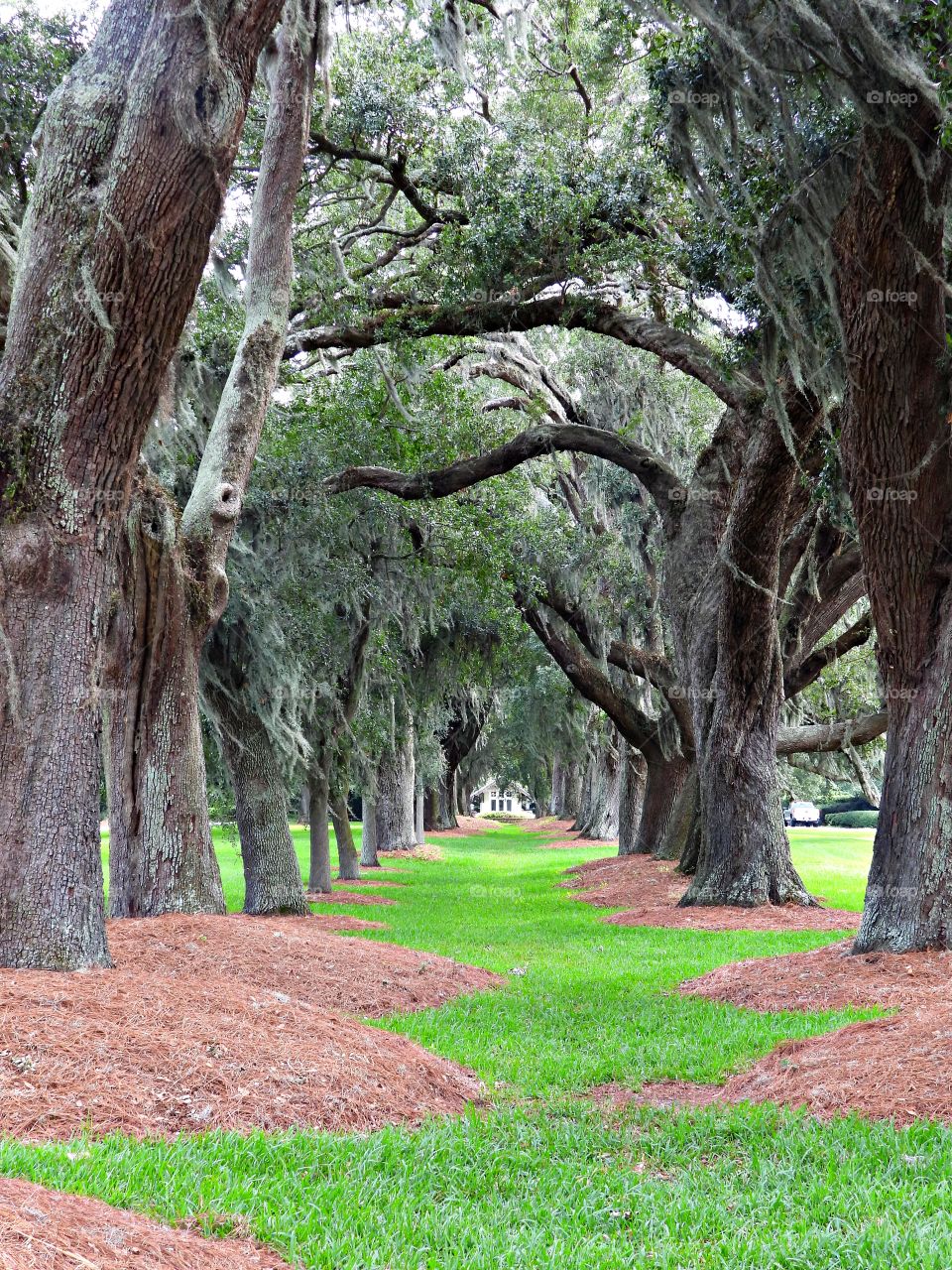 State Park Forest - When you walk through the tunnel of giant moss-covered oak trees, you feel a sense of warm solitude, with the age-old trees encapsulating you completely