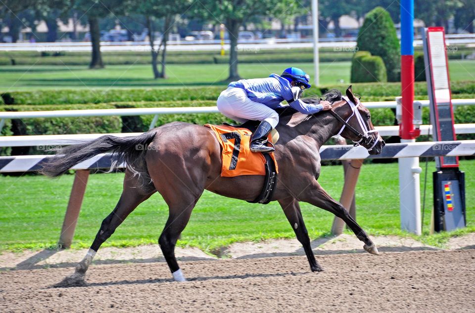 Winning at Saratoga. Irish Sweeptakes, a massive bay filly wins her first race for jockey Rajiv Maragh at Saratoga.
Zazzke.com/Fleetphoto