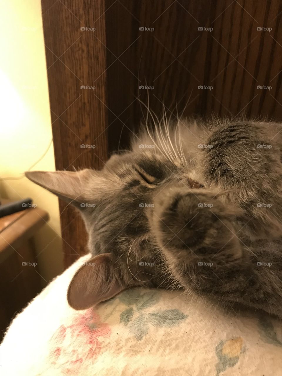 Sleeping cat trying to block the daylight coming in though windows. 