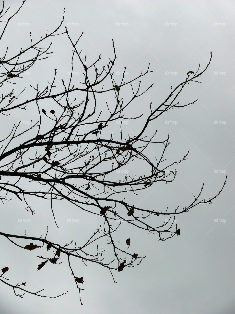 Silhouette of tree branches against sky during autumn in Zehdenick, Germany.