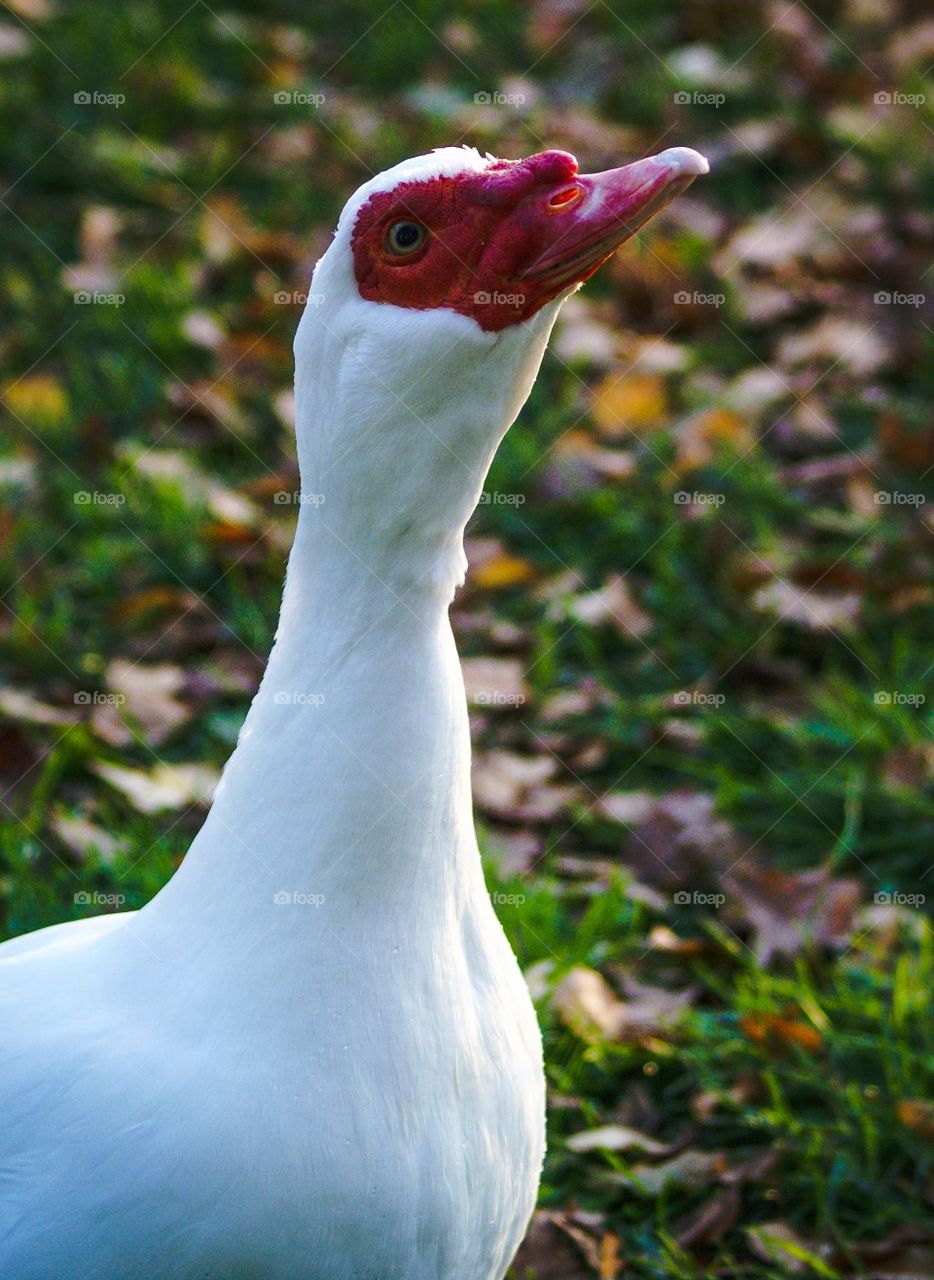 Close-up of a duck