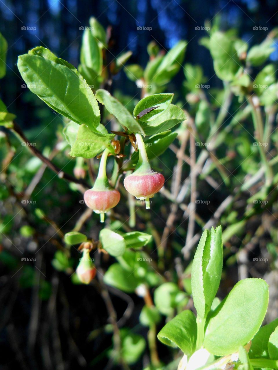 berries in spring forest