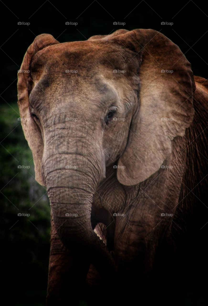 Elephant. the gentle giant.