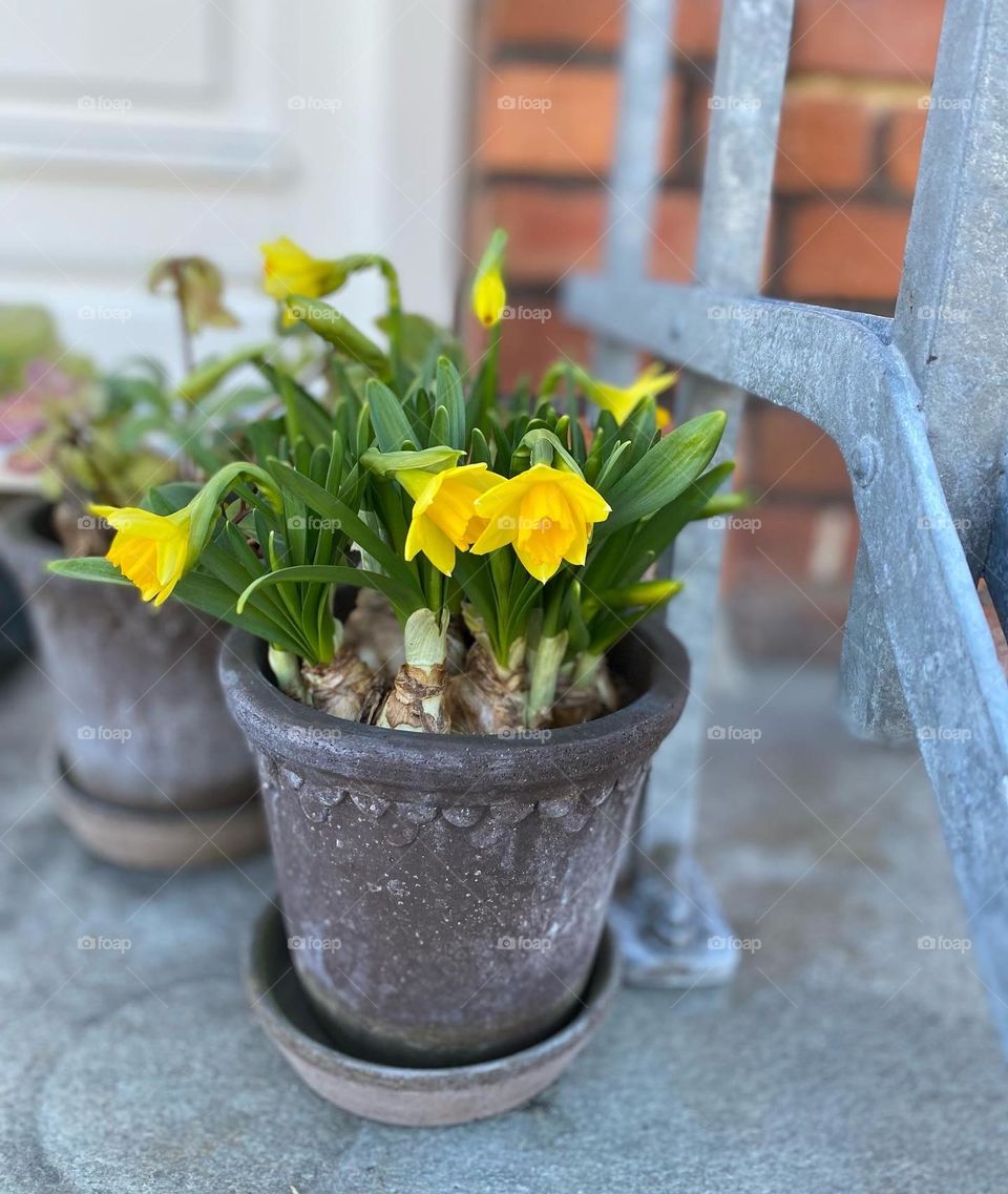 beautiful, spring flowers.  crocuses bloomed in the park, beautiful flowers growing in the ground, crocuses, snowdrops