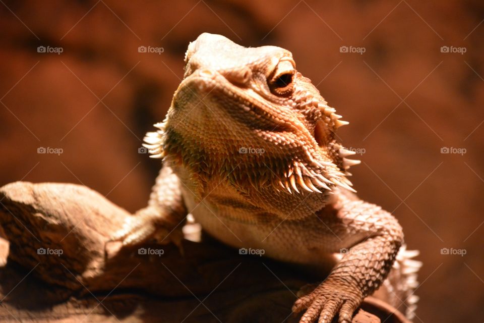 Close up of bearded dragon 