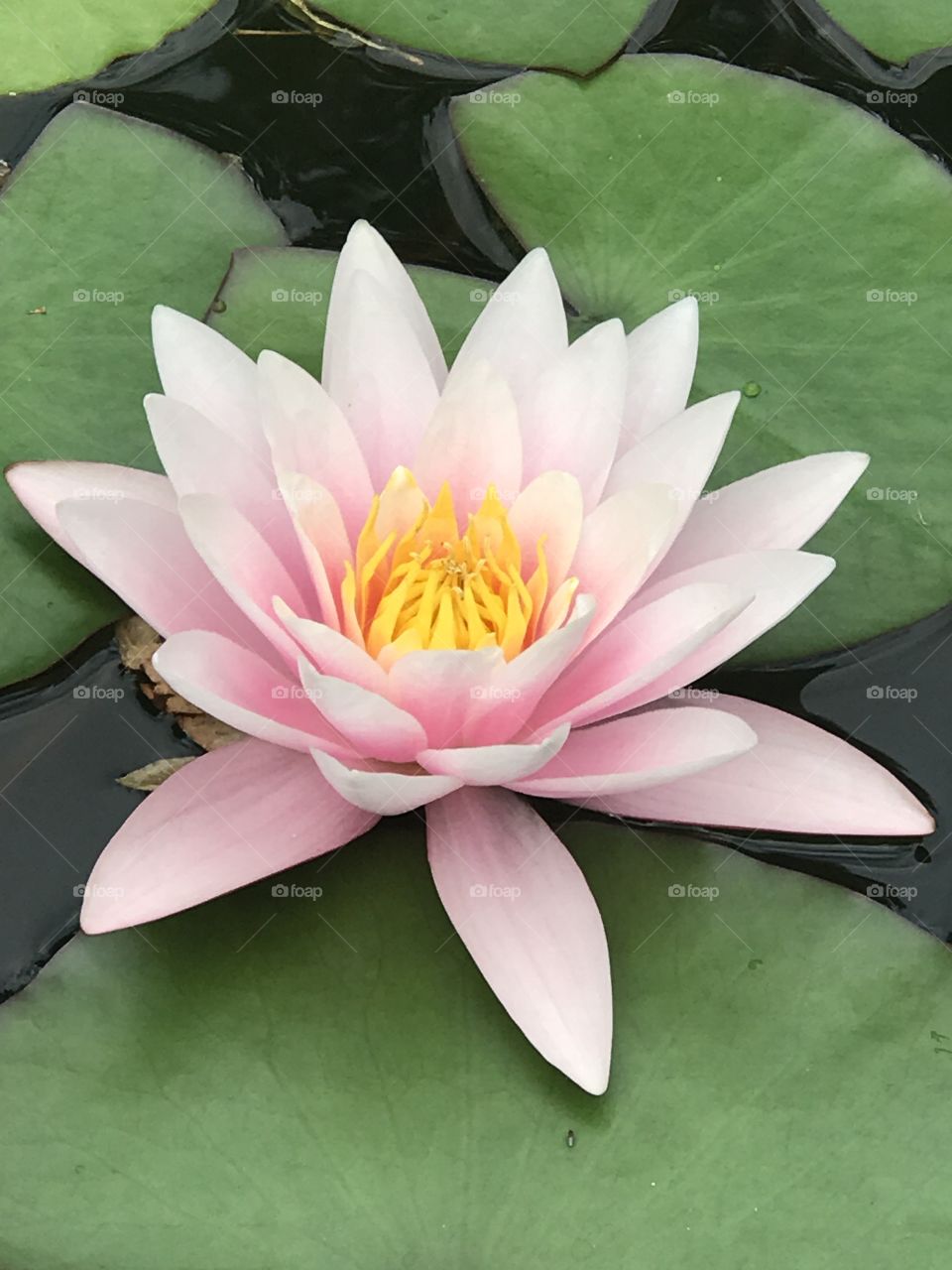 In the late Summer sun, this Lotus blooms on the waters in the ponds of one of Europe’s oldest Botanical Gardens in Florence Italy 