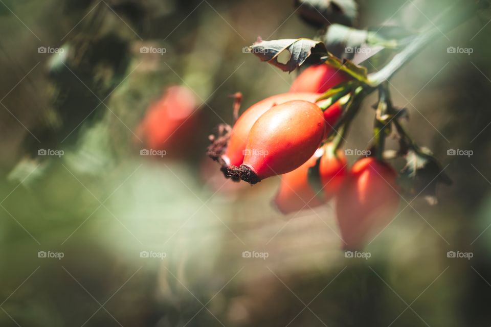 A portrait of some red rose hip berries hanging from a branch of a rose hep bush. the rose haw can be used for tea.